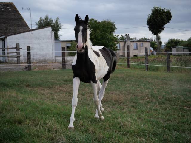 Hongre z pie noir 3 ans 1m65