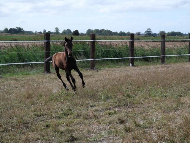 Poulain 2025 sfo noir pangaré par rahotep de toscane 