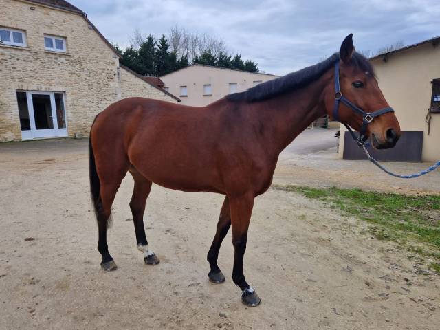Jument 11 ans 