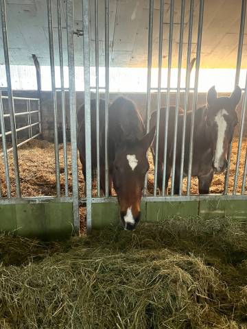 Jument de loisir ou mère porteuse