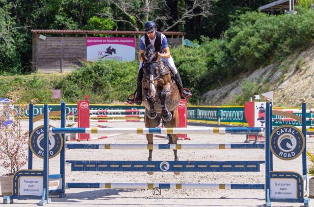 Chevaux & poneys à vendre