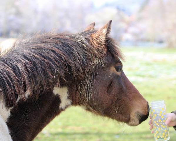Pouliche pie pour sport et élevage