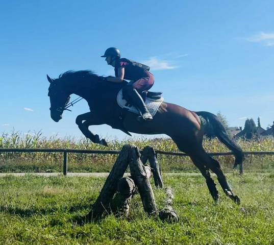 Adorable cheval 4 ans polyvalent g4