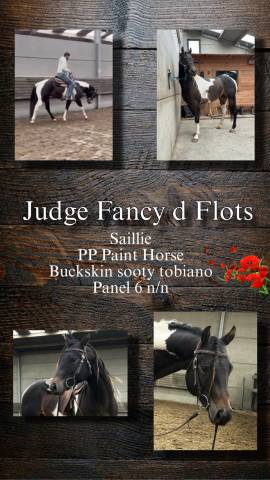 Judge fancy d flots : saillie paint horse