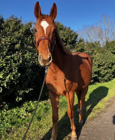 Hongre selle français cso