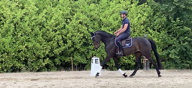 Jument de dressage et loisirs 