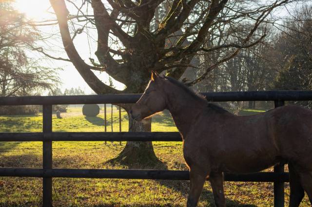 Pension cheval / poney écurie de sport dans l'eure
