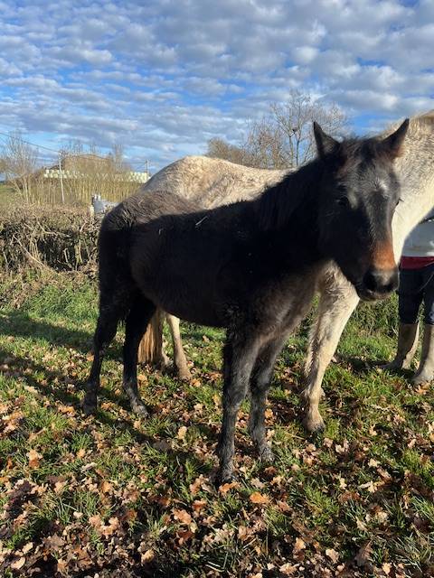 Poney connemara femelle nee en 2025