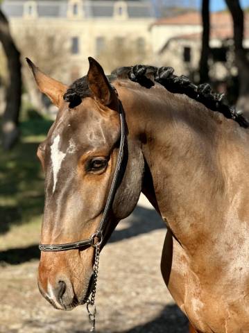 Hongre 5 ans pur race lusitanien 