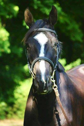 Hongre selle français