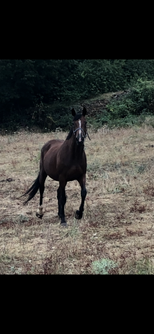 Poulinière sf pleine 