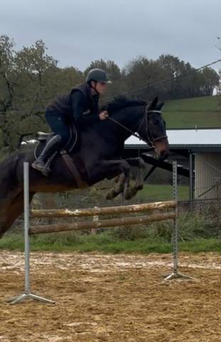 Jument cso à vendre 