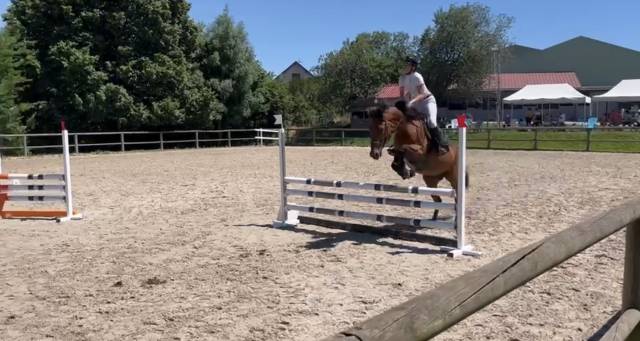  jument oc polyvalente cso / dressage – potentiel amat