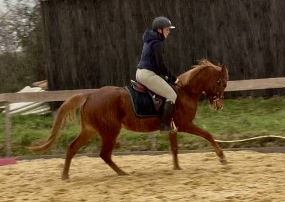 Magnifique welsh part bred