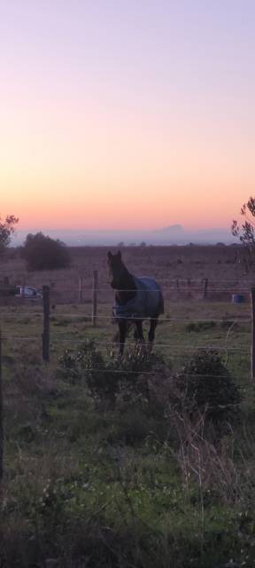 Pension chevaux - le domaine d'équilis - 30600 vauvert