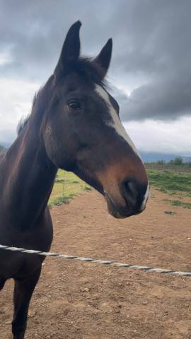 tiers ou demie pension jument 16 ans