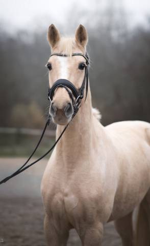 Superbe jument palomino top papier dressage cso cce