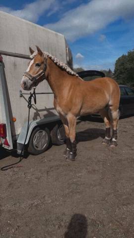 Magnifique hongre avec de bonnes allures et un entraîne
