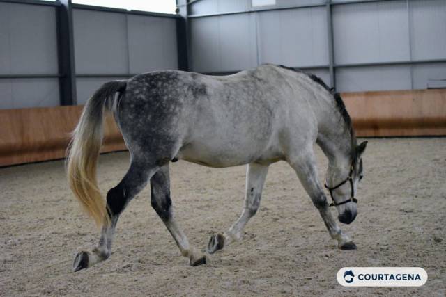 Pure race espagnole 10 ans 1m68 câlin et gentil