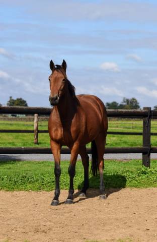 Pouliche 2023 par prince gibraltar (ps)