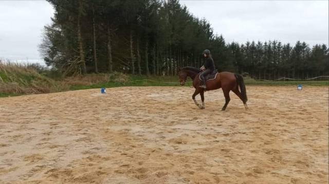 Jument 8 ans nièce de vestale de mazure*hdc