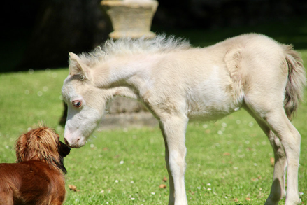 Poulain miniature français champagne overo dun