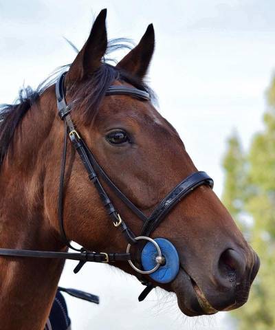 Cristalchope - jument à vendre 