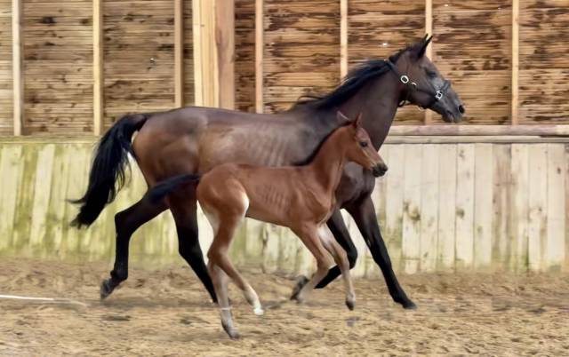 Pouliniere labelissée france dressage /cdf