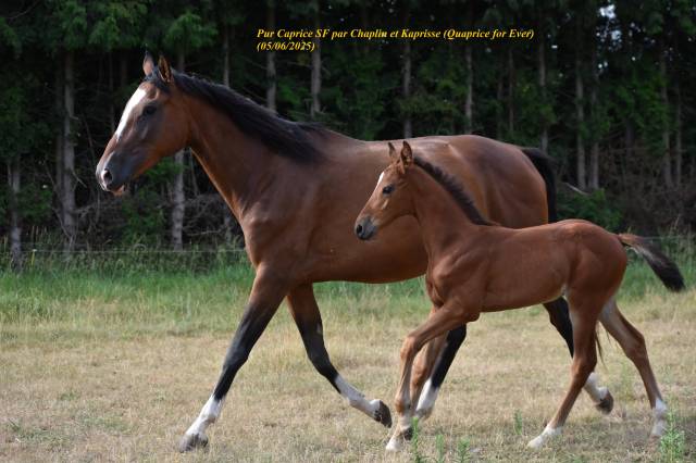 Poulinière sf 6 ans pleine de chaplin