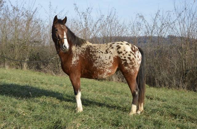 Jument/ponette oc 2022