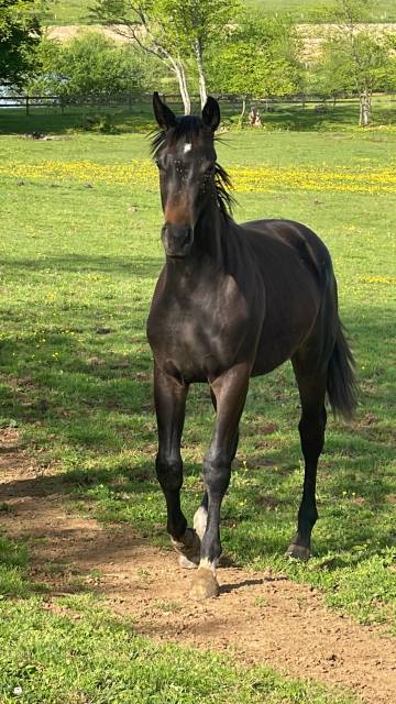Hongre 2 ans dressage 