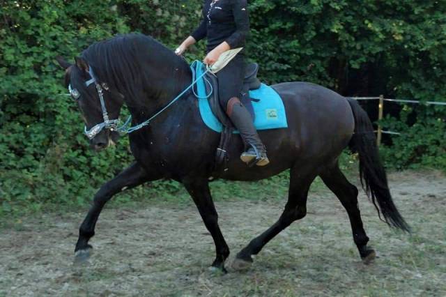 Entier pre pp noir (guardiola)