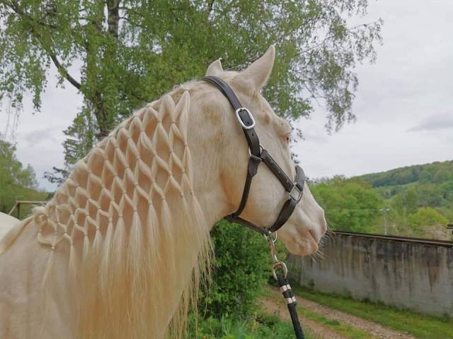 Magnifique hongre crème aux yeux bleus