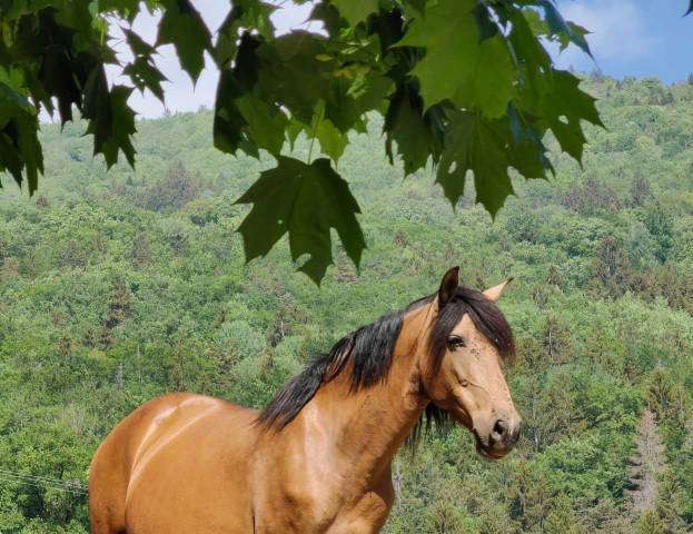 Jument poulinière pre pp isabelle 
