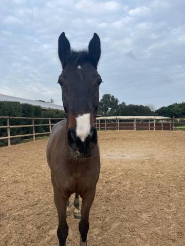 Jument de 10 ans classé en 125 top origine 