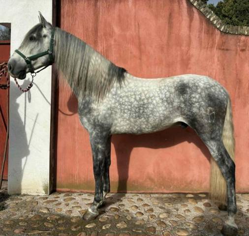 Cheval pp espagnol 