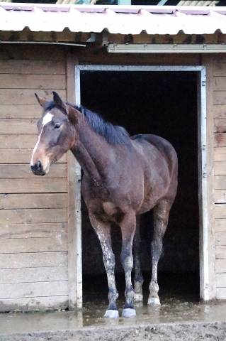 Jument 4 ans aqps bien dans sa tête 