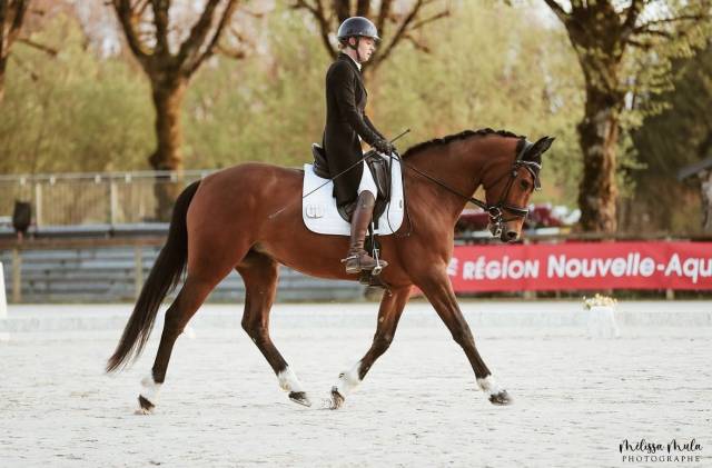 Jument selle français par canabis d’albain