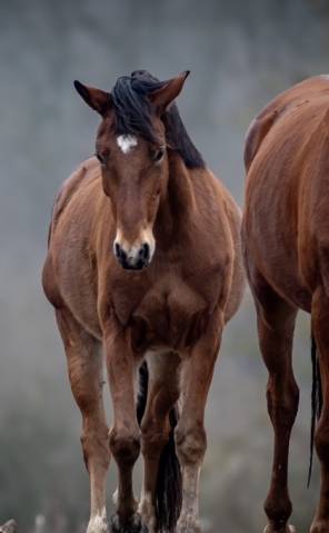 Linkin park du meix hongre 5 ans – 1,63 m