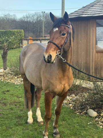 Linkin park du meix hongre 5 ans – 1,63 m