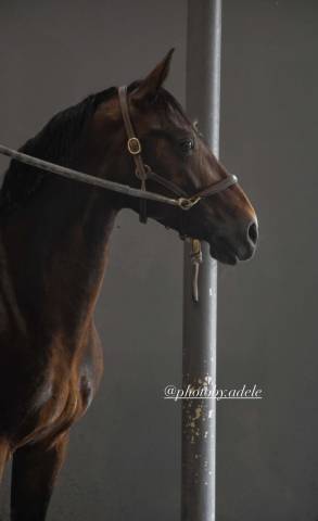 à confier en dp ou en pension complète ou à vendre