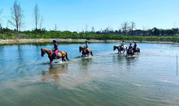 Ecurie de propriétaire 