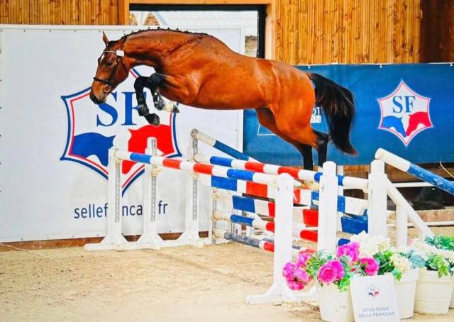 Hongre 4 ans diamant x kannan 