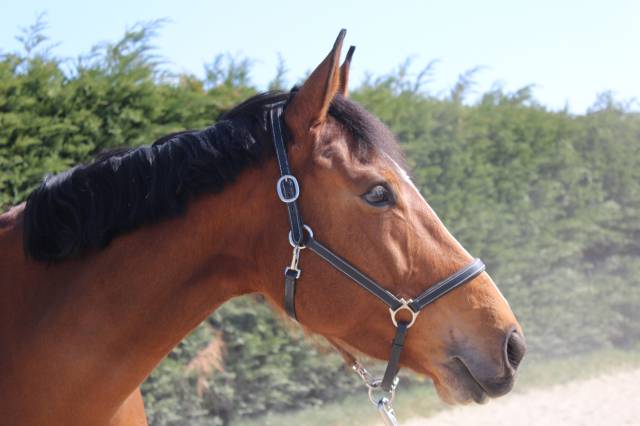 Jument à confier pour repro 