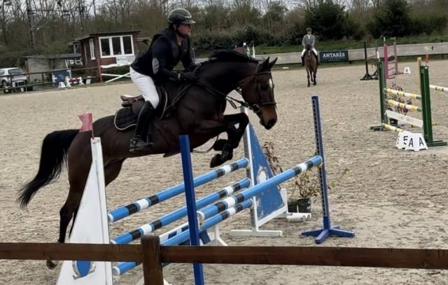 Magnifique jument d amateur 