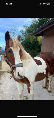 Poney 20 ans