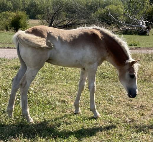 Pouliches et poulain haflinger pp