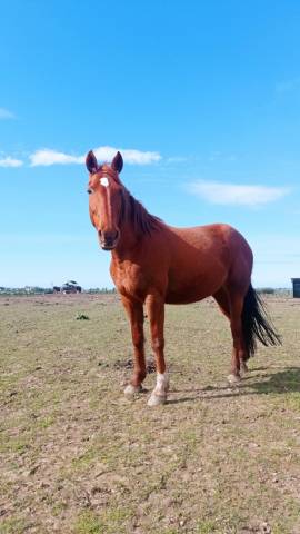 A vendre poulinière ou porteuse