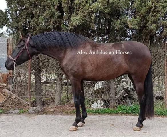 Tres belle jument espagnole 