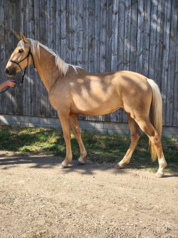 Pension contre travail jeune chevaux